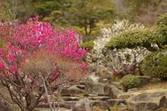 冠梅園