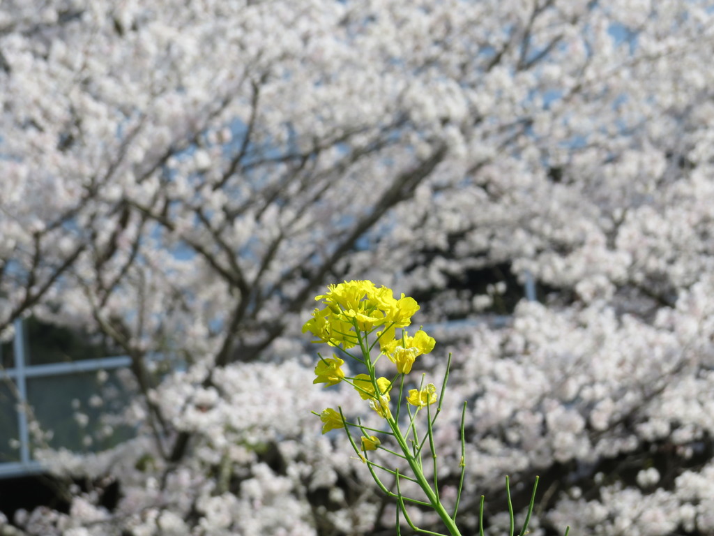 帰宅時にカメラ遊び１１