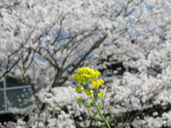 帰宅時にカメラ遊び１１