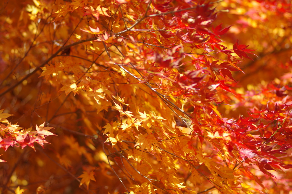 伊藤公記念公園の紅葉