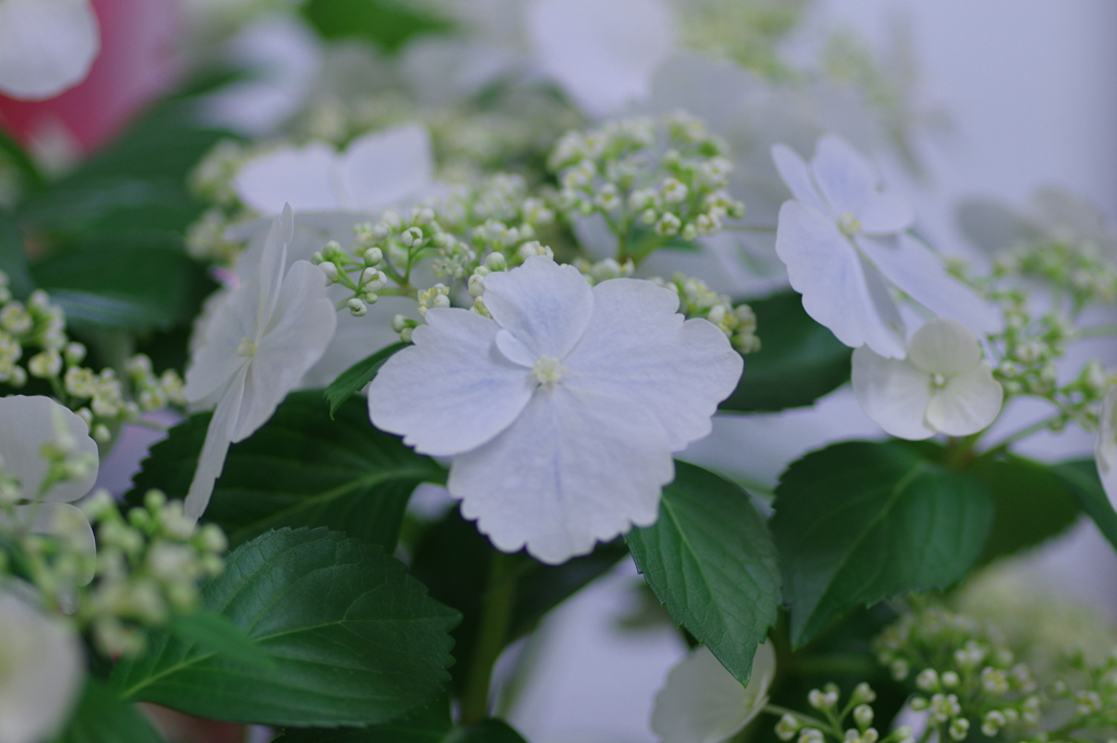 母の日に送った花