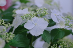 母の日に送った花