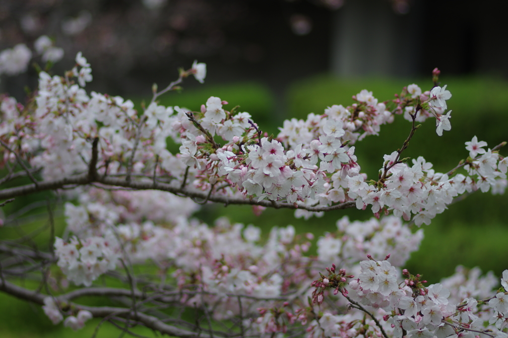 子供を抱えながらの花見