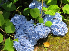 果子乃季 あじさい園 別感性から