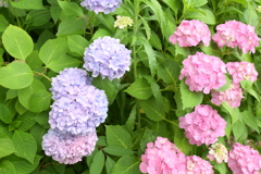 一眼持ってあじさい園へ