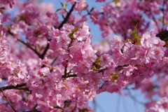 河津桜2021