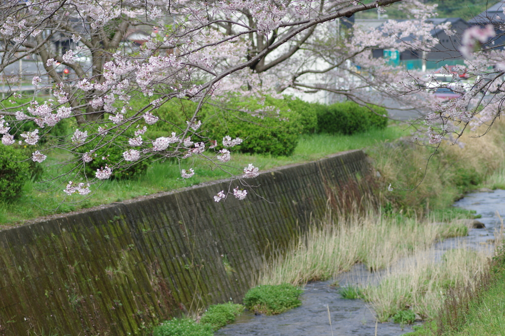 雨上がり一人でお花見