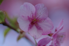 河津桜2020