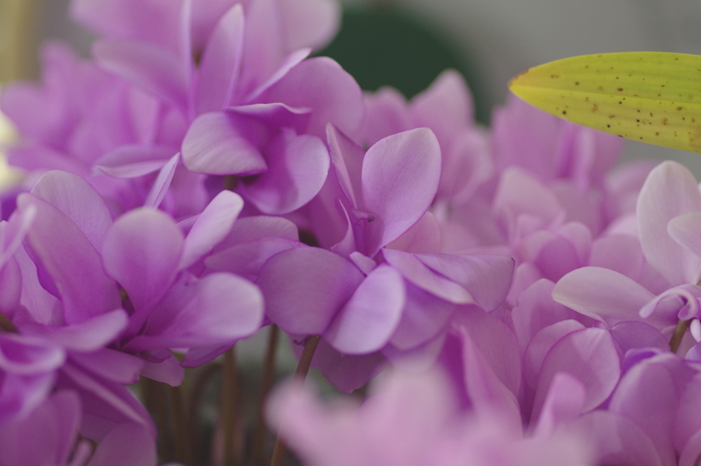シクラメン