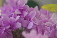 シクラメン