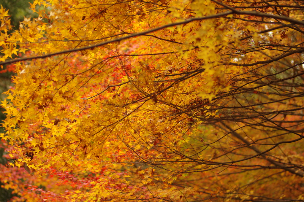 紅葉狩り２０２１