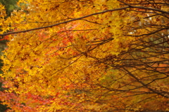 紅葉狩り２０２１