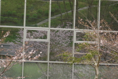 花見はカメラで