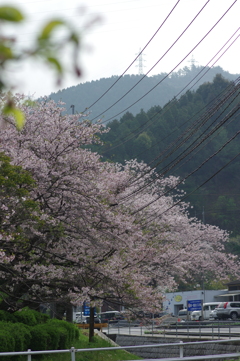 雨上がり一人でお花見