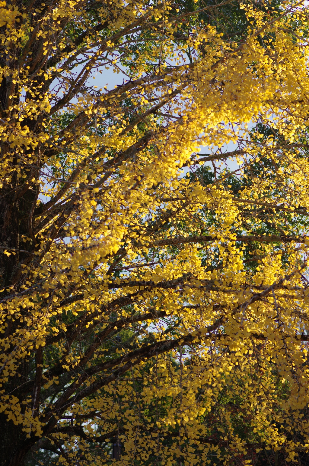 今年は家族で紅葉狩り
