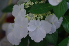 母の日に送った花