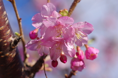 河津桜2020