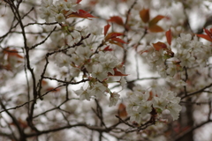 花見はカメラで