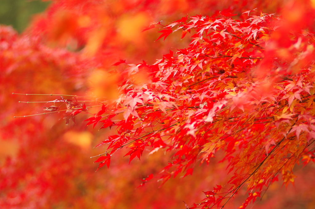 紅葉狩り２０２１