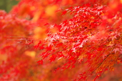 紅葉狩り２０２１