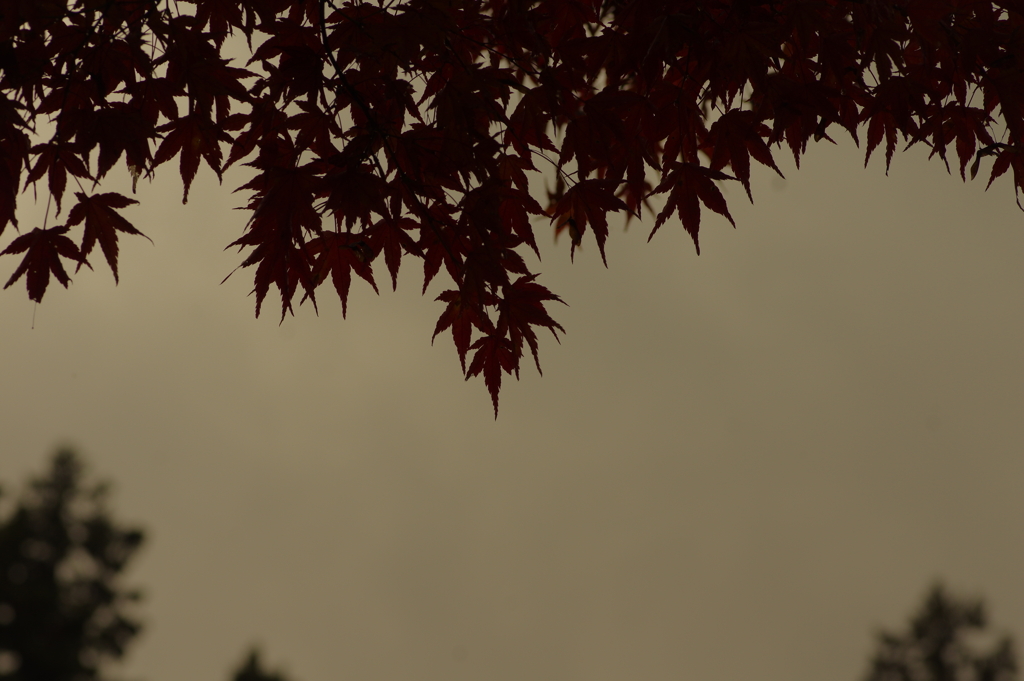 夫婦で紅葉狩り