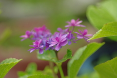 実家庭の紫陽花