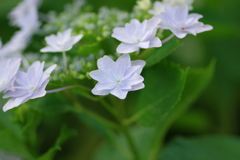 続庭紫陽花