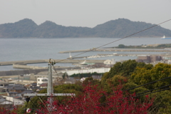 梅園散策２