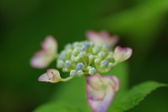 梅雨入りと紫陽花