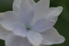 実家の紫陽花