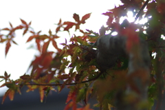 きれいな紅葉とはならず