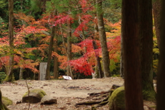 紅葉狩り２０２１