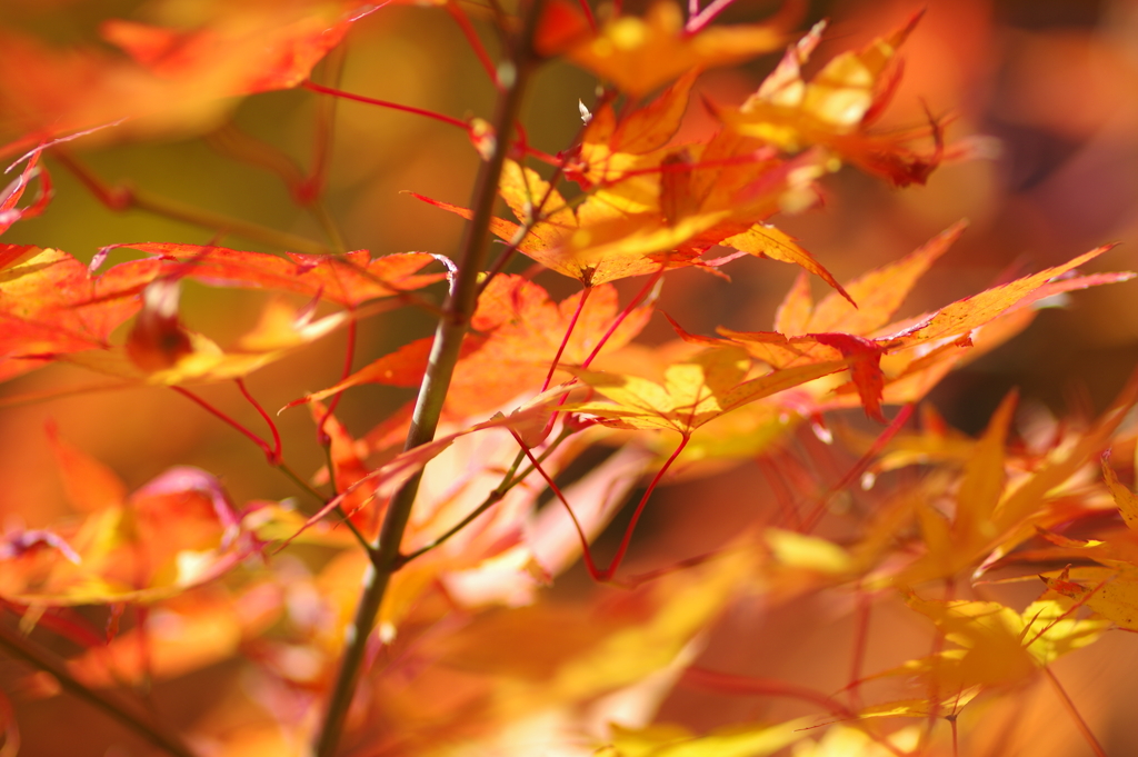 伊藤公記念公園の紅葉