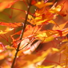 伊藤公記念公園の紅葉