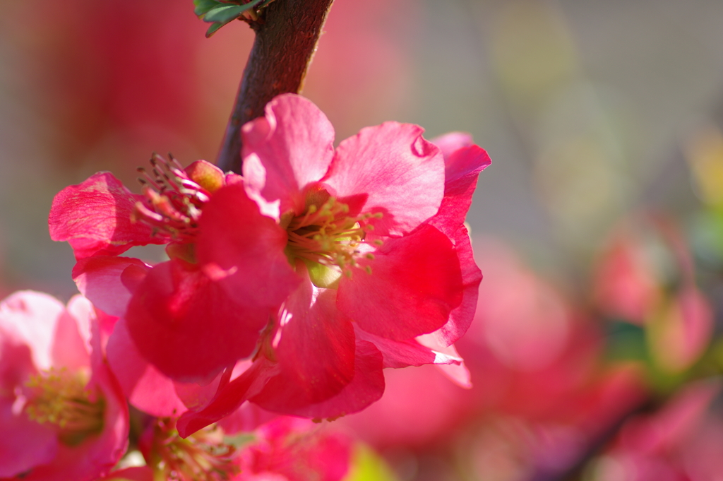 ひっそりと咲いていた木瓜の花