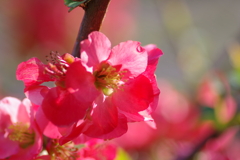 ひっそりと咲いていた木瓜の花