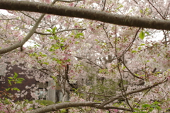 雨上がりお花見2021