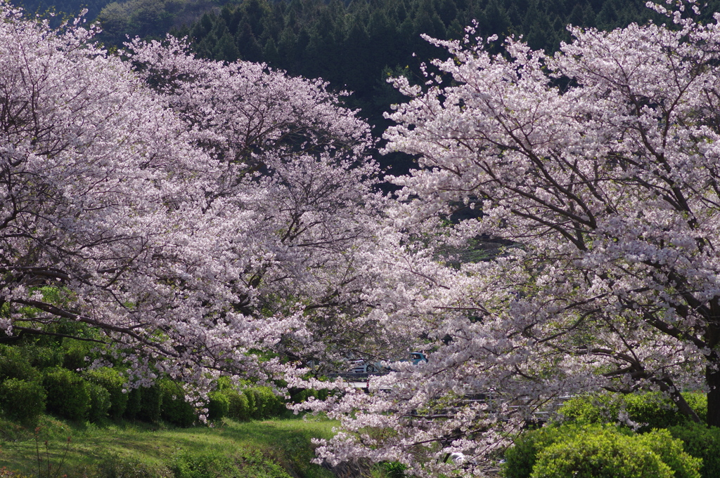 Cherry Blossoms2019