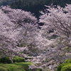 Cherry Blossoms2019