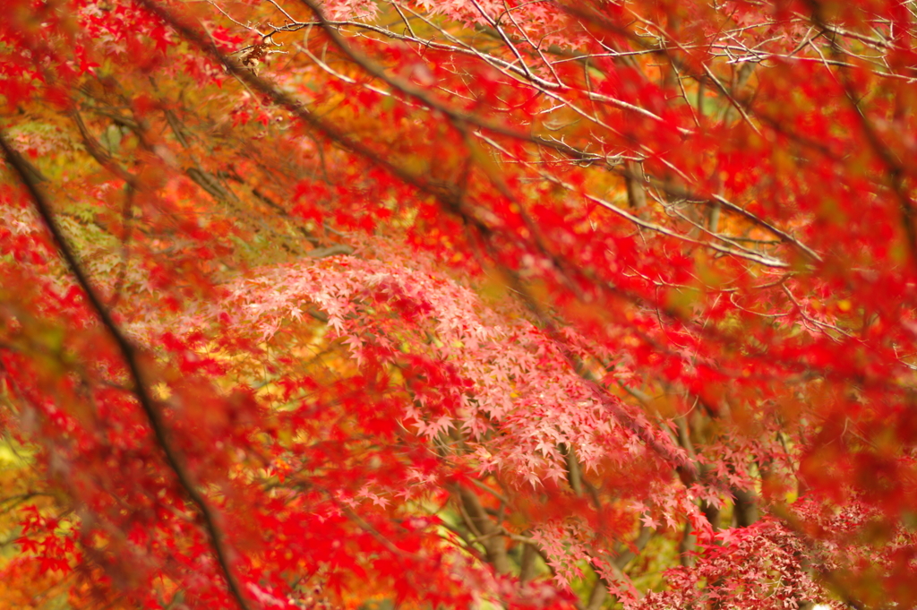 紅葉狩り2019