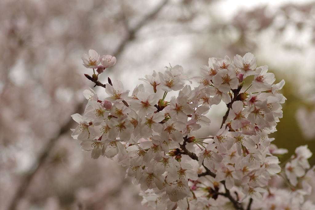 雨上がりお花見2021