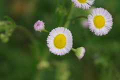 続花見は写真で