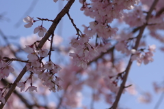 親子で花見散歩