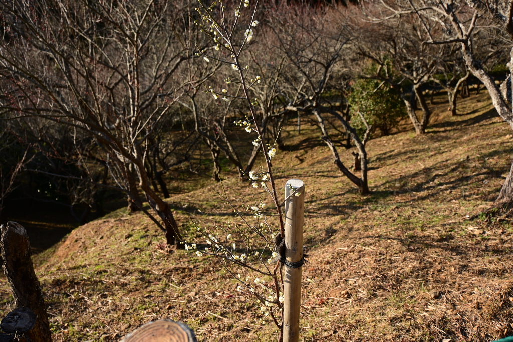 冠梅園