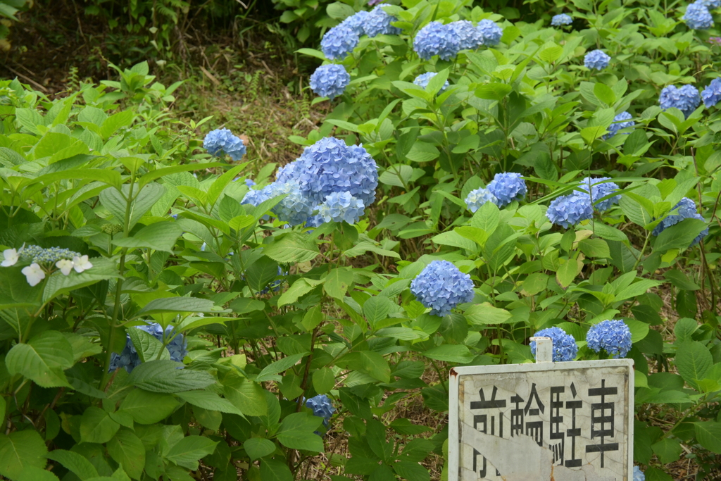 一眼持ってあじさい園へ