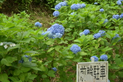 一眼持ってあじさい園へ