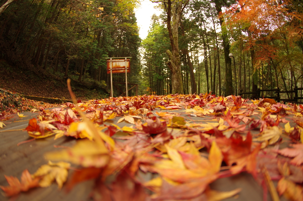 紅葉狩り２０２１