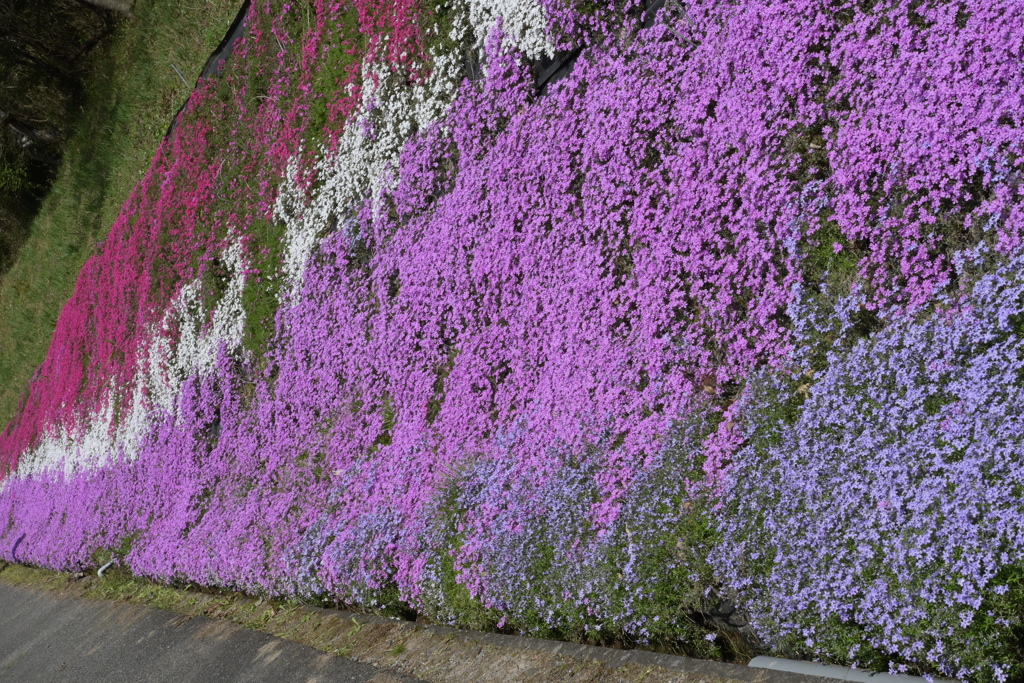 大道理の芝桜