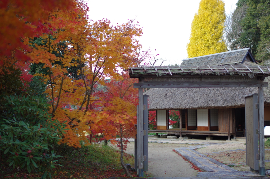 伊藤公記念公園の紅葉