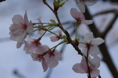 雨上がり一人でお花見